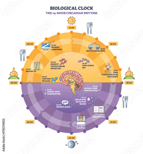 Biological clock circadian rhythm explained in a 24 hour wheel with circular clock, brain, and sun moon icons showing sleep, hormones, and alertness cycles. Outline diagram