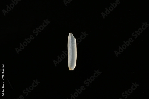 Schilderij op canvas Single Long Grain White Rice Kernel Isolated on Black Background - Agricultural