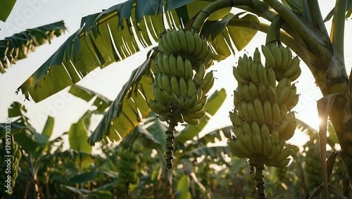 Banana Plantation: Bunches of Green Bananas Hanging in a Tropical Orchard at Sunset