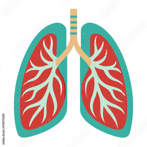human lungs showing the respiratory system, no background vector file.