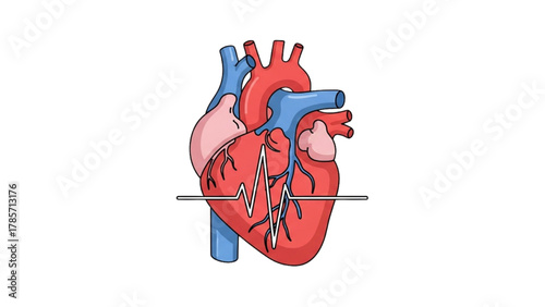 Human Heart Illustration with Cardiovascular System Depiction