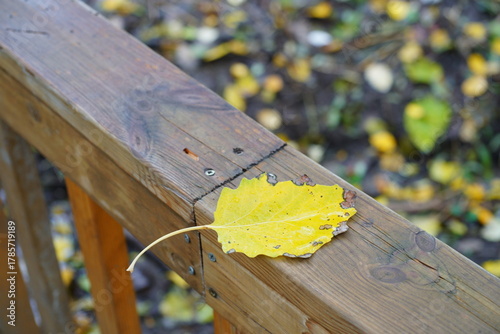 Wallpaper Mural Yellow autumn leaf in the city park. Torontodigital.ca