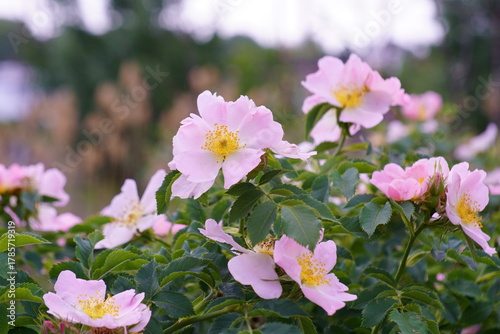Cuadro en lienzo Blooming rose hips. Spring. Wild rose.