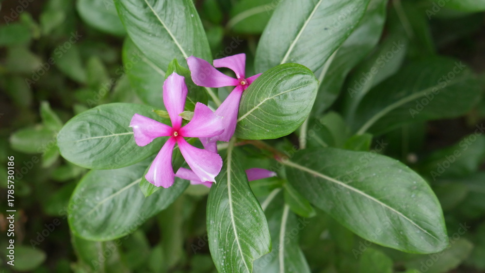 Obraz premium pink flower in the garden