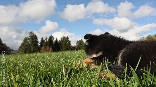 A black and white dog is laying on the grass in a field