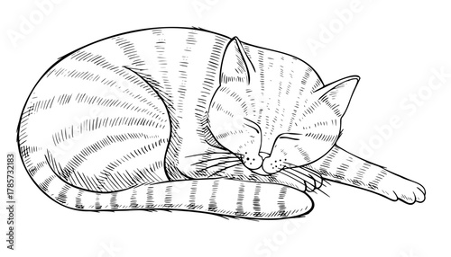 Vector line illustration of a sleeping cat in engraving style. Outline drawing of domestic pet for vintage artwork and cozy home design. Etching of feline animal painted by black inks.