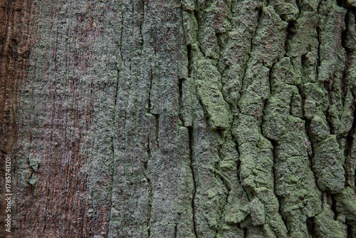 tree bark texture