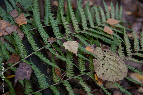 fern in the forest