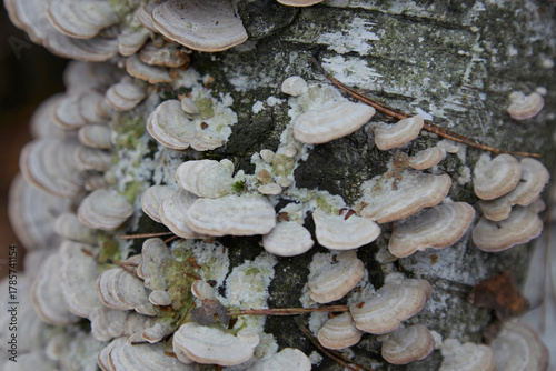 mushrooms on tree