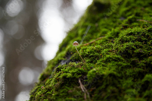 moss on a tree