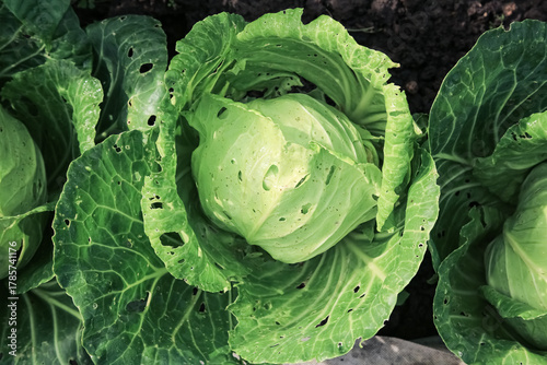 a head of young cabbage in a garden bed damaged by slugs and pests of crops on its own garden plot. traces of pests on the cabbage leaf. Holes in the leaves