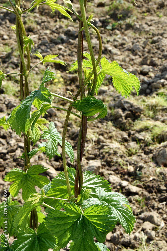 Fototapeta premium Hopfen, Humulus lupulus L., 1/4 Gerüsthöhe