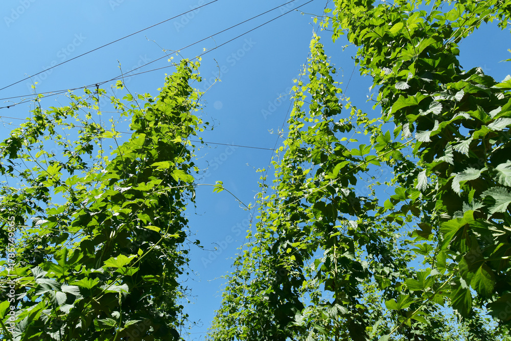 Fototapeta premium Hopfen, Hopfenblüte