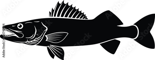 Walleye fish vector illustration for fishing and wildlife enthusiasts eps silhouette