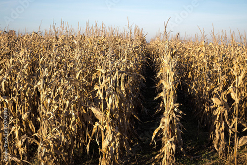 Corn field ready for harvest, autumn.
