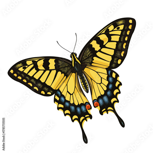 Detailed Vector Illustration of a Yellow and Black Swallowtail Butterfly, Isolated on White