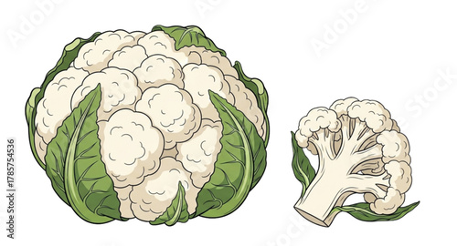 head of cauliflower