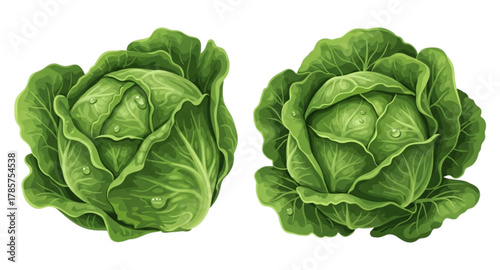 cabbage isolated on white background