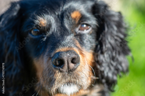 Fotografi Focussed on the black nose of a black and tan cocker spaniel, showing the details of the nasal planum, with mucus around the nose