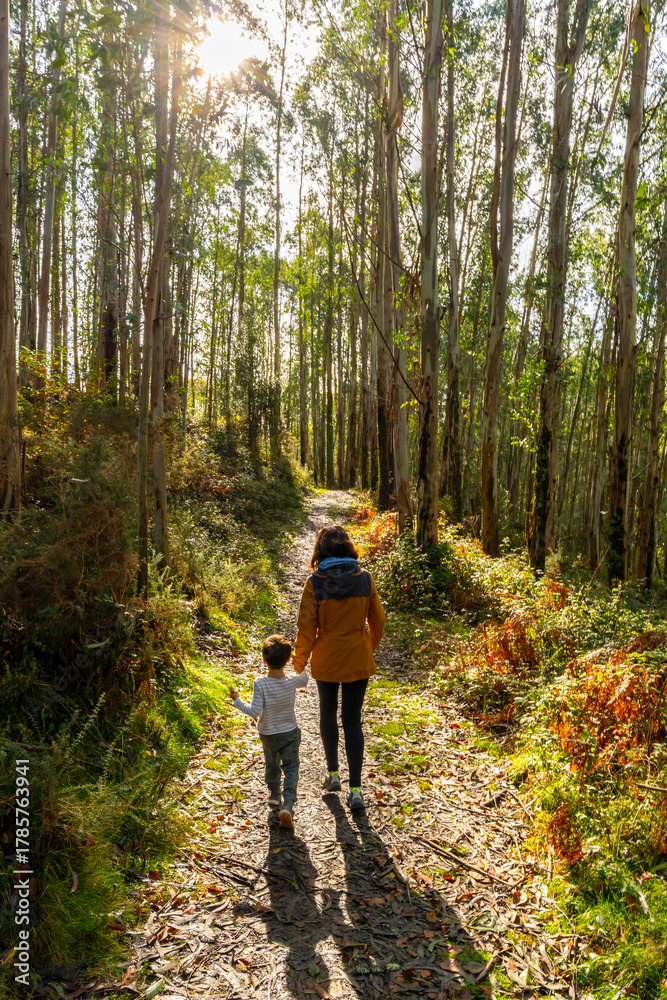 Obraz premium Mother and son walking hand in hand through eucalyptus forest path