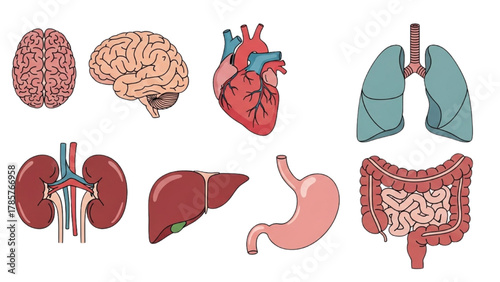 Anatomy collection of human internal organs including brain, heart, lungs, liver, and kidneys