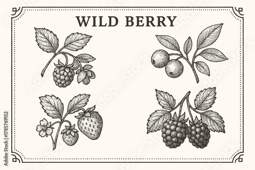 Vintage botanical illustration of wild berry varieties with leaves and branches