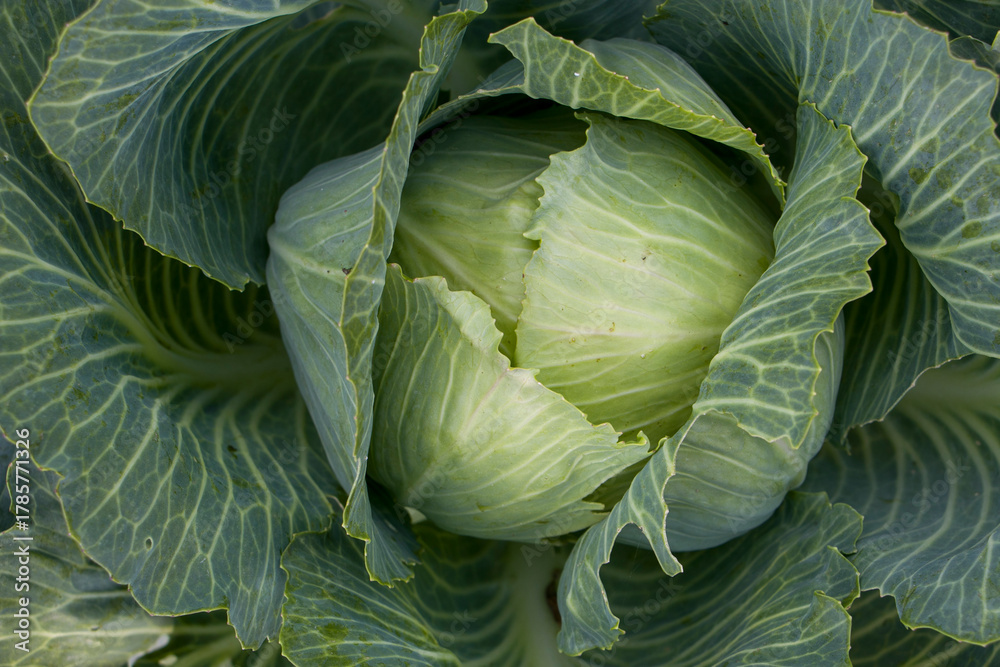 Obraz premium White cabbage. Close-up of fresh white cabbage in the garden. View from above.