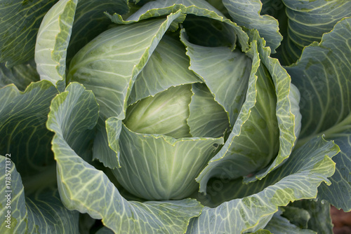 White cabbage. Close-up of fresh white cabbage in the garden. View from above.