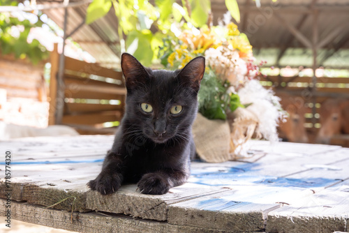 Little black kitten lying in the shade on the wooden table at the backyard and posing for a photo