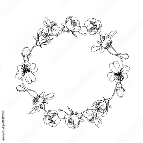 Cherry sakura white flower and bud on stems, hand drawn vector ink, apple blossom early spring wildflower botanical illustration. Isolated wreath frame, for wedding, florist shop, scrapbooking
