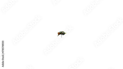 Green bottle fly (Lucilia sericata) resting on a leaf.