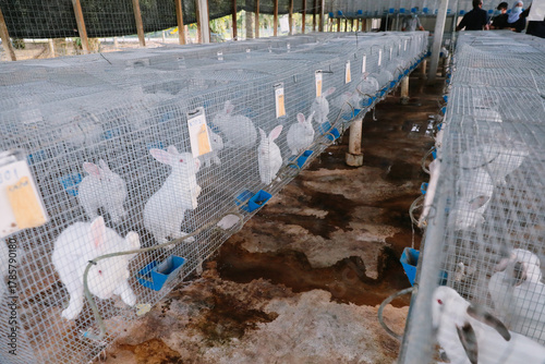 White Rabbits in Modern Cage Farm Facility for Livestock Breeding