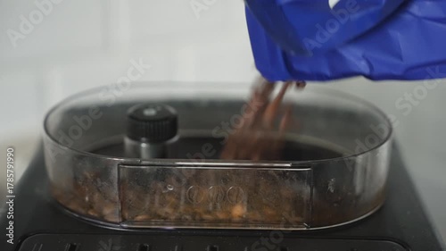 Pouring fresh roasted coffee beans into an electric grinder