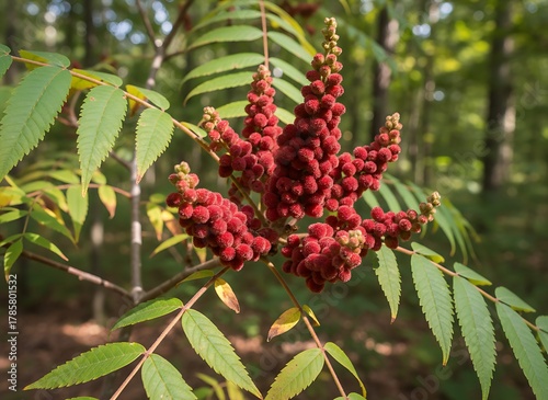 Close-up of a vibrant red cluster of berries surrounded by green, pinnate leaves on a woody stem. Background is a blurred forest