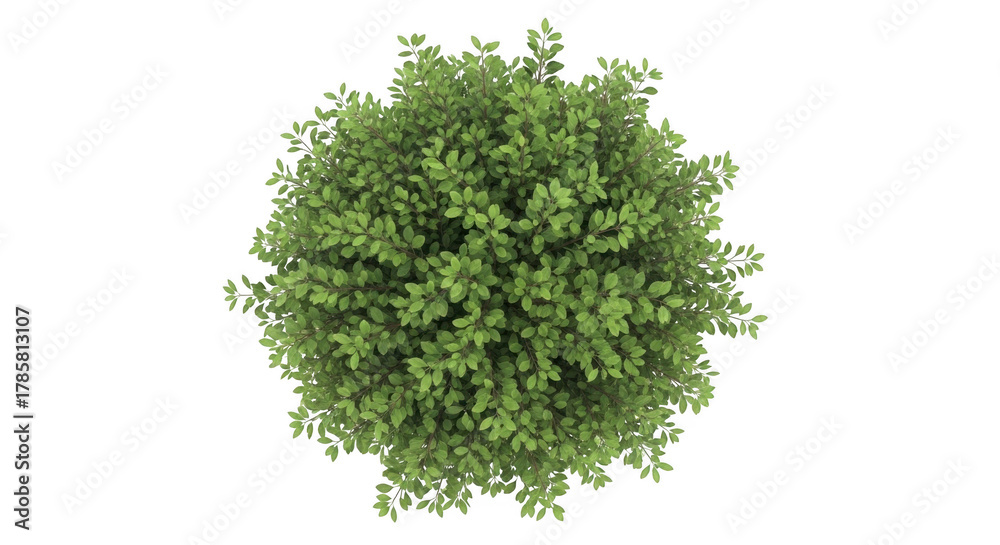 Obraz premium Tree isolated on transparent background