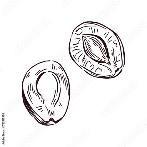 Plum, half a prune with a bone, all objects are hand-drawn in ink and translated into vector. Vector illustration for printing on packaging of goods, food, tableware. Vector illustration