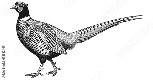 Detailed black and white pheasant drawing with ornate feather patterns