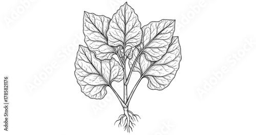 Detailed botanical drawing of spinach plant with roots on white background