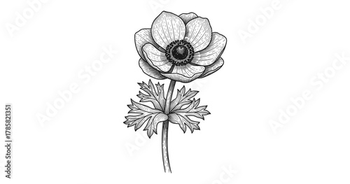 Detailed black and white floral drawing with intricate lines for botanical art