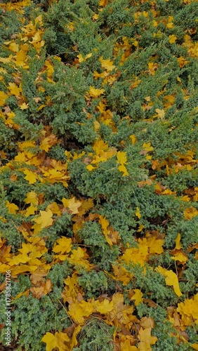 Macro photo of a green bush covered with scattered yellow autumn leaves in Sofiyivka Park, Uman, Ukraine. Vertical mobile photo.