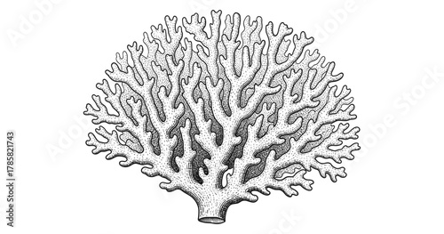 Intricate coral design: detailed marine botanical artwork