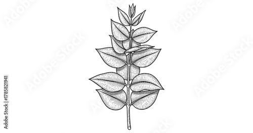 Detailed botanical drawing of a eucalyptus leaf