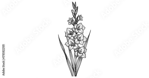 Intricate black and white gladiolus floral design in linear style