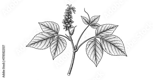 Detailed botanical drawing of a chicory plant with leaves and flower