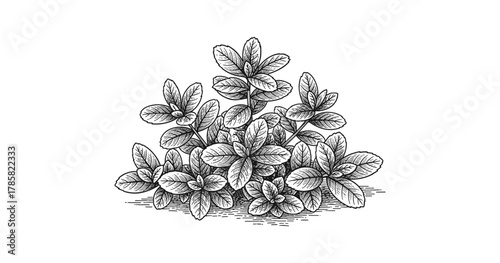 Detailed botanical black and white drawing of mint leaves