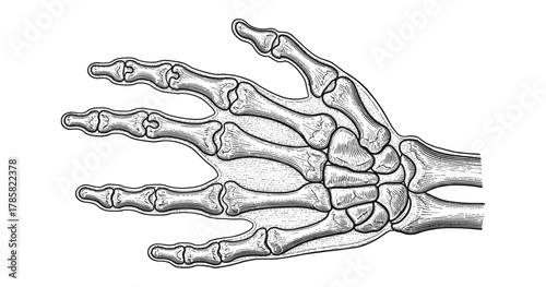 Detailed hand skeleton with engraved style and anatomical precision