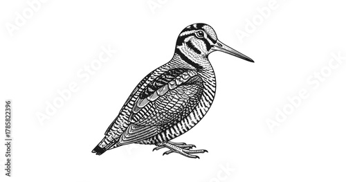 Intricate ink drawing of a bird in profile with detailed feather patterns