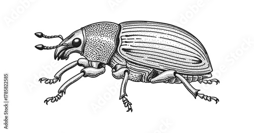 Detailed beetle design in stipple art style: intricate insect with textured lines