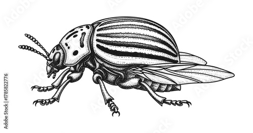 Detailed monochrome beetle artwork featuring intricate patterns and texture