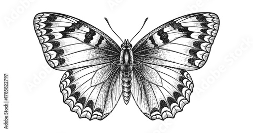 Intricate butterfly design in detailed black and white ink drawing style
